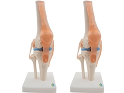 Modelo anatómico 2x de la articulación de la rodilla con ligamentos. SFUSHOS