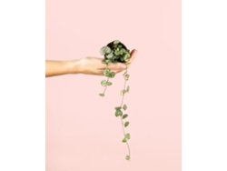 Ceropegia Woodii | Planta colgante natural para interiores, apta para mascotas | Pur Plant
