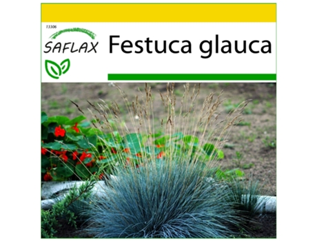 SAFLAX Conjunto de cultivo Festuca azul 50 semillas Con mini invernadero, sustrato de cultivo y 2 macetas Festuca glauca