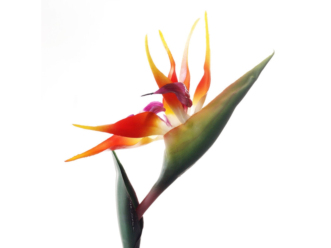 Producto de silicona, envío flexible, tamaño ajustable, 50 cm