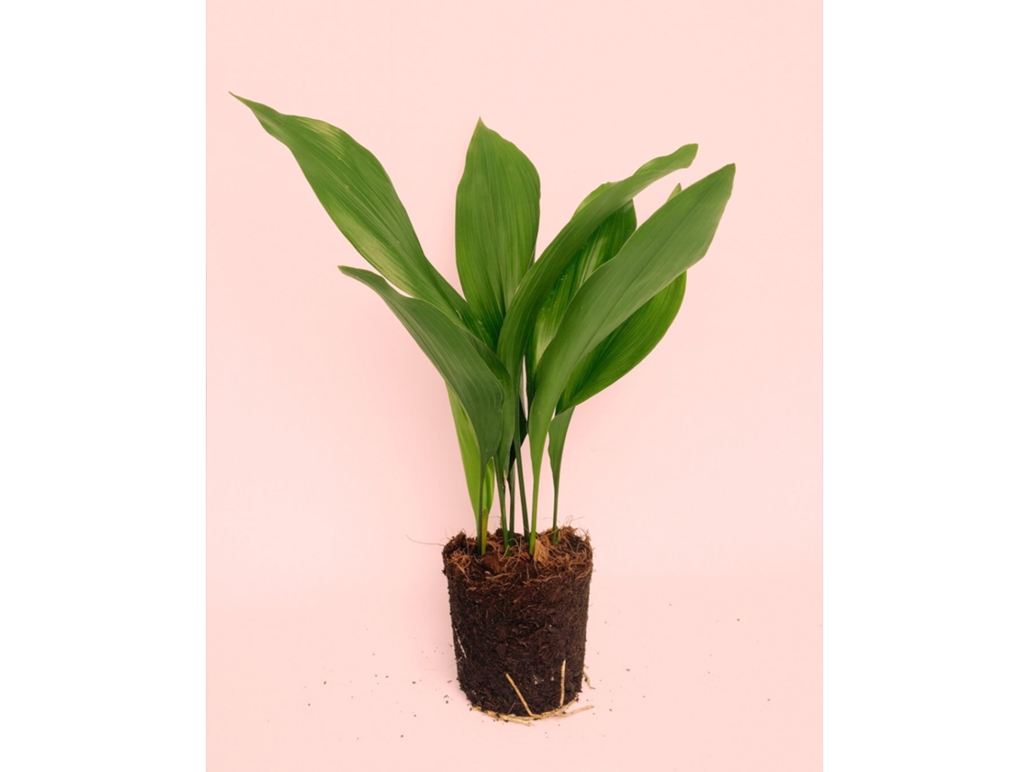 Aspidistra Elatior | Planta de interior resistente, apta para mascotas y con poca luz | Pur Plant
