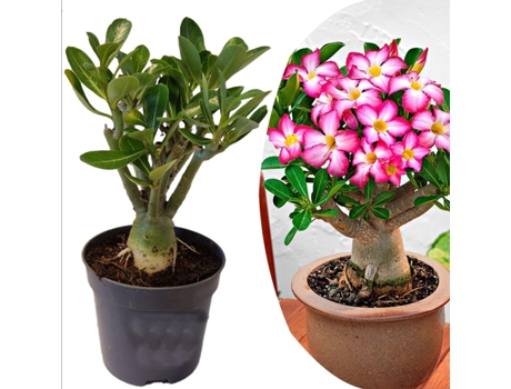 Plantas con flores - PLANT IN A BOX - Adenium Obesum - Set de 1 - Maceta 10.50cm - Altura 25-40cm