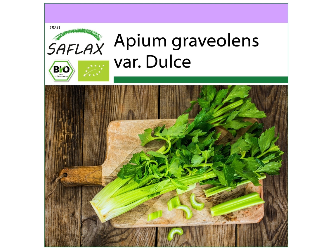 SAFLAX Ecológico Apio Tall Utah 500 semillas Apium graveolens var. Dulce