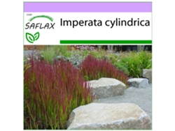 SAFLAX Hierba sangrienta japonesa 50 semillas Imperata cylindrica
