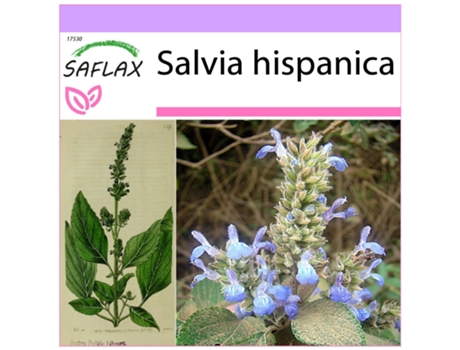SAFLAX Chía 500 semillas Salvia hispanica