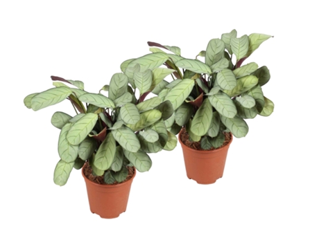 Plantas verdes - PLANT IN A BOX - Ctenanthe Burle-Marxii 'Amagris' - Set de 2 - Maceta 14cm - Altura 25-35cm