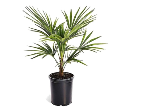 Palmeras - PLANT IN A BOX - Trachycarpus Fortunei - Set de 1 - Maceta 15cm - Altura 35-45cm