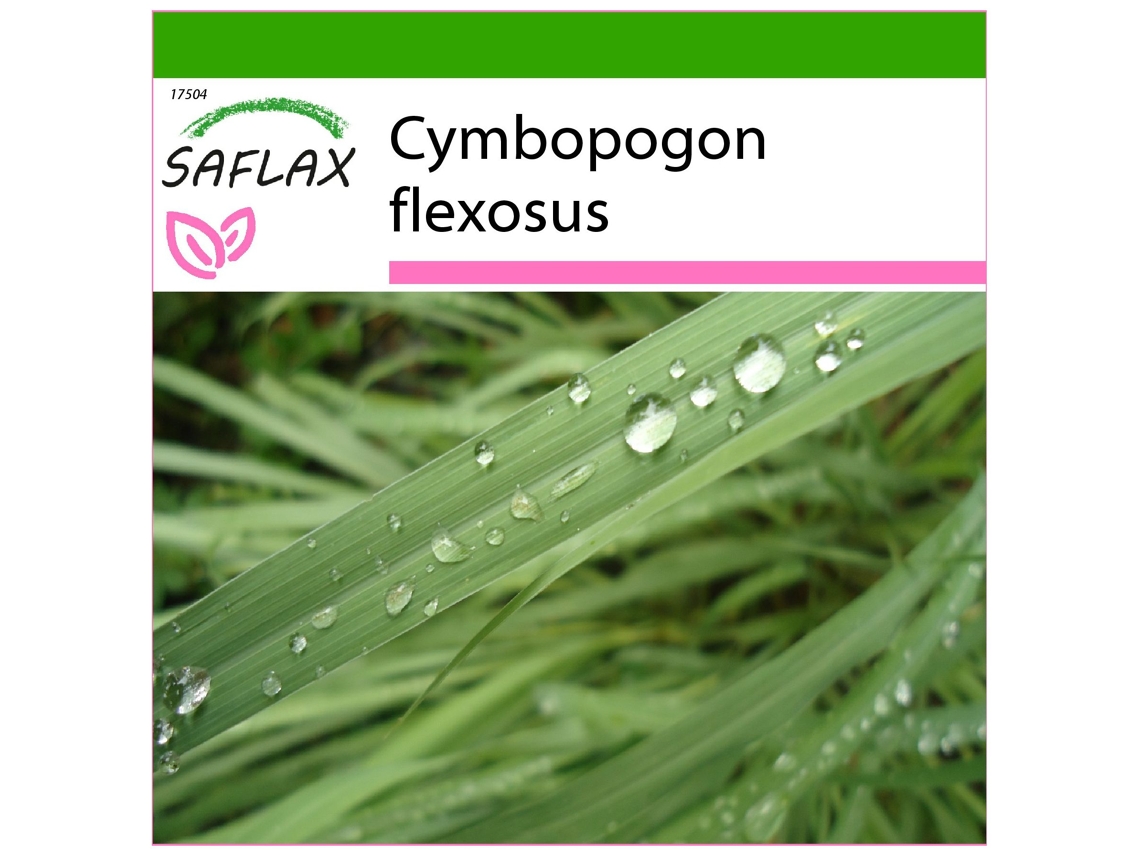 SAFLAX Pasto limón 50 semillas Con sustrato de cultivo libre de gérmenes Cymbopogon flexosus