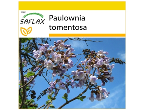 SAFLAX Conjunto de cultivo Paulonia 200 semillas Con mini invernadero, sustrato de cultivo y 2 macetas Paulownia tomentosa