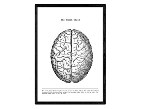 Láminas NACNIC Biología y Medicina Detalle de Cerebro (A3)