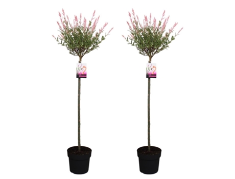 Arbustos - PLANT IN A BOX - Salixintegra ´Flamingo' - Set de 2 - Maceta 19cm - Altura 100-110cm