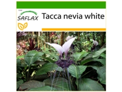 SAFLAX Planta murciélago 10 semillas Con sustrato de cultivo libre de gérmenes Tacca nevia white