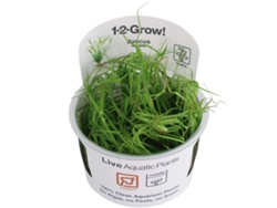 Juncus Repens