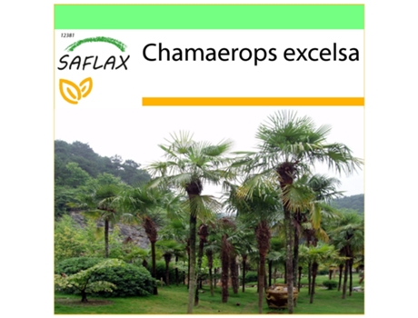 SAFLAX Garden to go Palma enana 10 semillas Con maceta, tapa climática y sustrato de cultivo Chamaerops excelsa