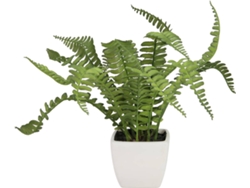 Planta Artificial EUROPALMS Boston Fern (Verde - 25 cm)