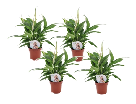 Plantas con flores - PLANT IN A BOX - Spathiphyllum 'Torelli' - Set de 4 - Maceta 12cm - Altura 30-45cm