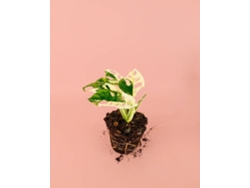 Monstera Mono Abigarrada | Plantas Naturales de Interior | Pur Plant