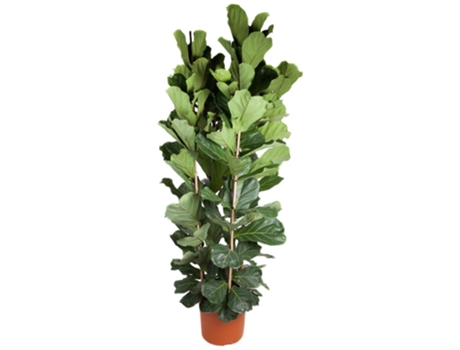 Planta de tabaco ficus lyrata 1 pieza 250 cm