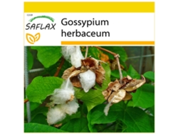 SAFLAX Conjunto de cultivo Algodón 12 semillas Con mini invernadero, sustrato de cultivo y 2 macetas Gossypium herbaceum
