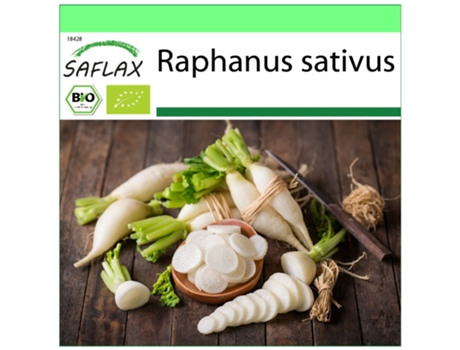 SAFLAX Garden to go Ecológico Rábano Carámbano 100 semillas Con maceta, tapa climática y sustrato de cultivo Raphanus sativus