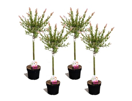 Arbustos - PLANT IN A BOX - Salixintegra ´Flamingo' - Set de 4 - Maceta 17cm - Altura 60-80cm