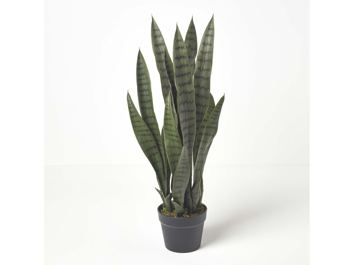 Homescapes Green Snake Plant, 74 Cm Tall