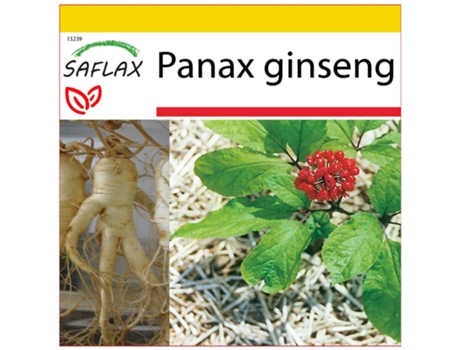 SAFLAX Conjunto de cultivo Ginseng genuino coreano 10 semillas Con mini invernadero, sustrato de cultivo y 2 macetas Panax ginseng