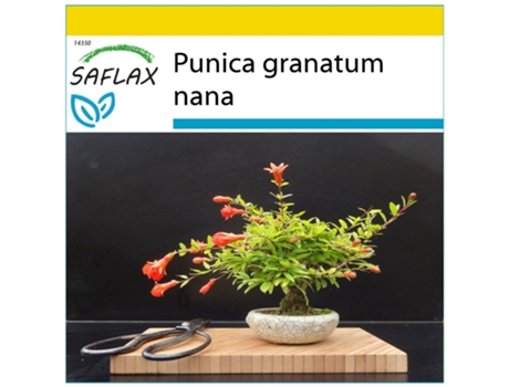 SAFLAX Conjunto de cultivo Granado enano 50 semillas Con mini invernadero, sustrato de cultivo y 2 macetas Punica granatum nana