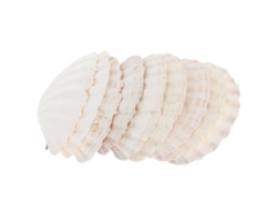 10 Adornos Hechos Con Conchas Naturales