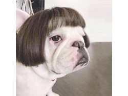 Peluca de perro, disfraces festivos, cosplay para mascotas