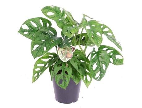 Plantas verdes - PLANT IN A BOX - Monstera Monkey Mask - Set de 1 - Maceta 12cm - Altura 25-30cm
