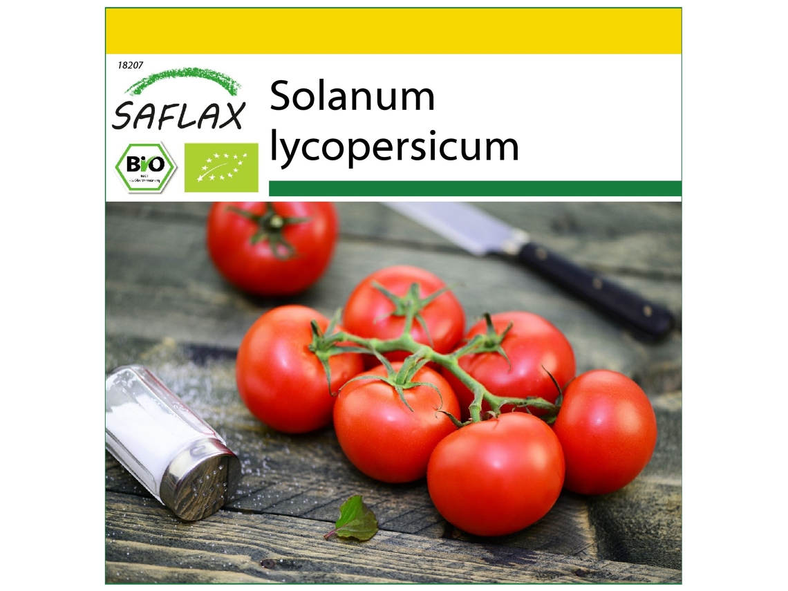 SAFLAX Conjunto de cultivo Ecológico Tomate Matina 10 semillas Con mini invernadero, sustrato de cultivo y 2 macetas Solanum lycopersicum