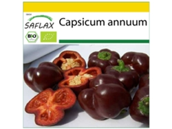 SAFLAX Conjunto de cultivo Ecológico Pimiento Chocolate Dulce 10 semillas Con mini invernadero, sustrato de cultivo y 2 macetas Capsicum annuum