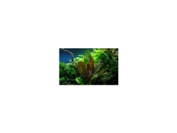 Echinodorus X "reni"