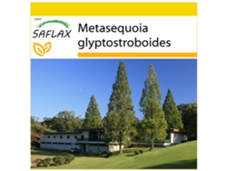 SAFLAX Conjunto de cultivo Metasecuoya 60 semillas Con mini invernadero, sustrato de cultivo y 2 macetas Metasequoia glyptostroboides