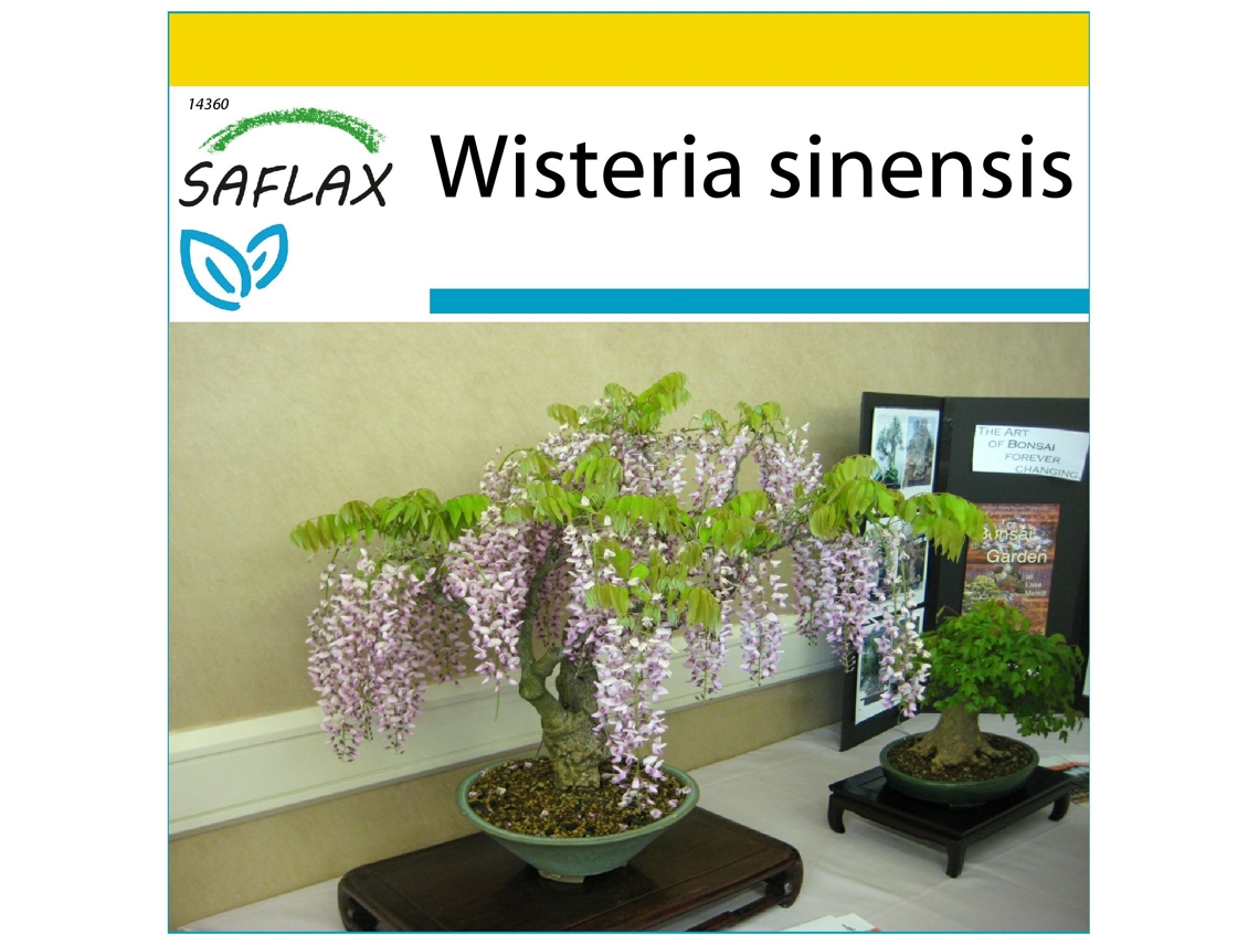 SAFLAX Conjunto de cultivo Glicinia 4 semillas Con mini invernadero, sustrato de cultivo y 2 macetas Wisteria sinensis