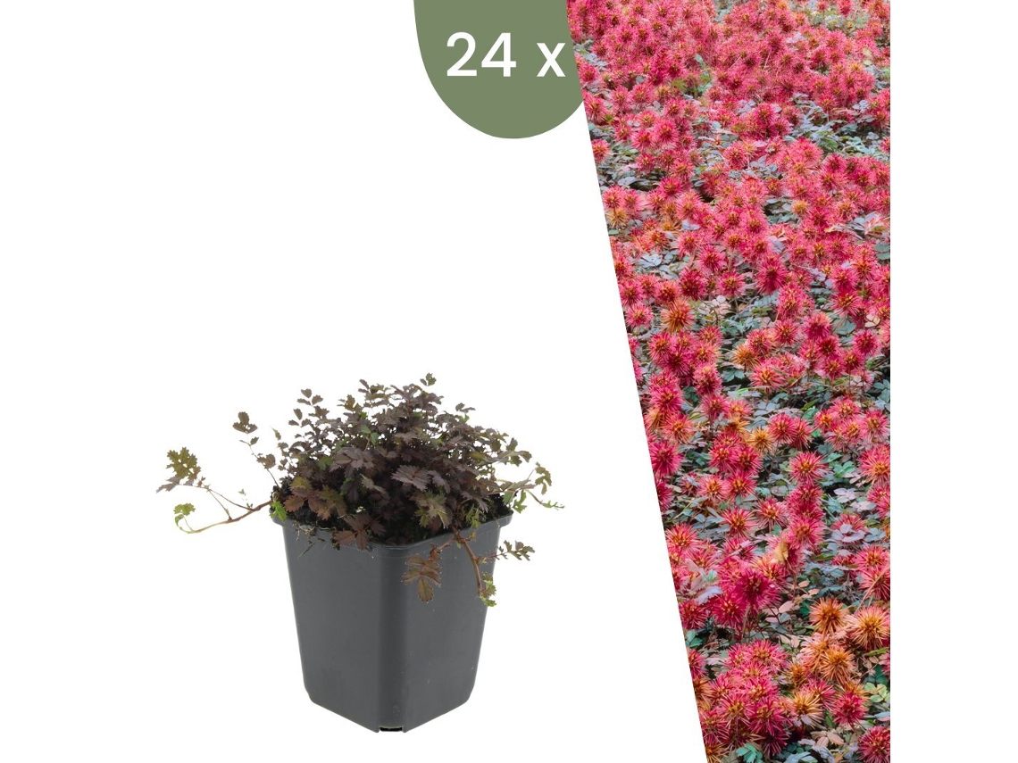 | 24 Plantas Erva Ouriço | Acaena Microphylla Kupferteppich | Cobertura Del Suelo Resistente | Perenne Resistente | Plantas De Jardín Plants By Frank