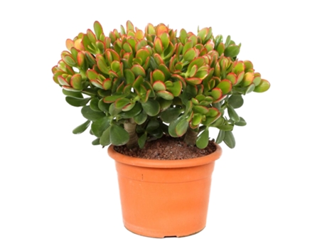Cactus y suculentas - PLANT IN A BOX - Crassula ovata Sunset - Set de 1 - Maceta 17cm - Altura 30-35cm