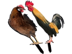 Inoomp 2 Estacas Para Pollos De Jardín, Hechas De Acrílico Duradero, Brochetas Decorativas Para Pollos, Ideales Para