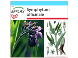 SAFLAX Set de regalo Consuelda 15 semillas Con caja de regalo, etiqueta de envío, tarjeta de regalo y sustrato de cultivo. Symphytum officinale
