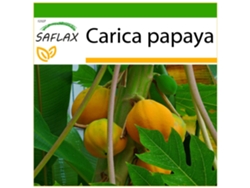 SAFLAX Papaya 30 semillas Con sustrato de cultivo libre de gérmenes Carica papaya