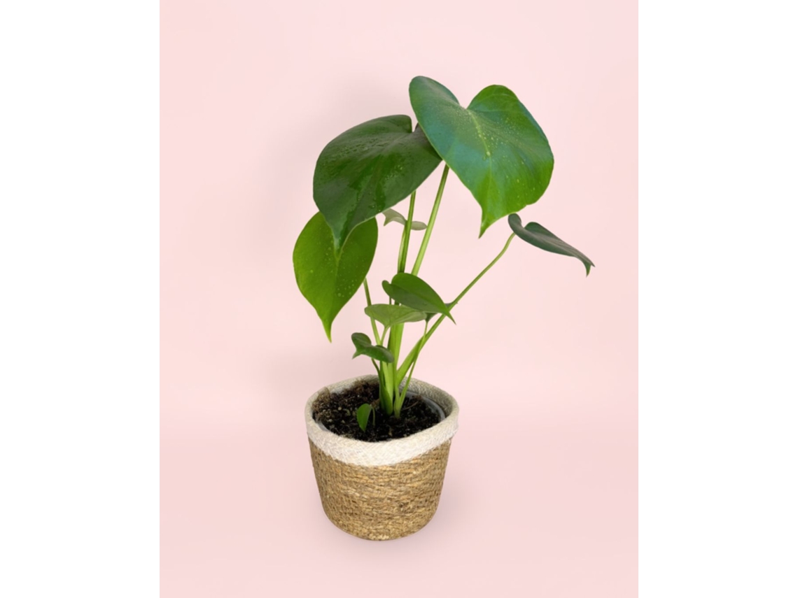 Funda de yute natural para maceta Monstera Deliciosa | Planta tropical natural de interior | Pur Plant