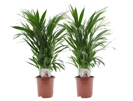 Palmeras - PLANT IN A BOX - Dypsis Lutescens - Set de 2 - Maceta 17cm - Altura 60-70cm