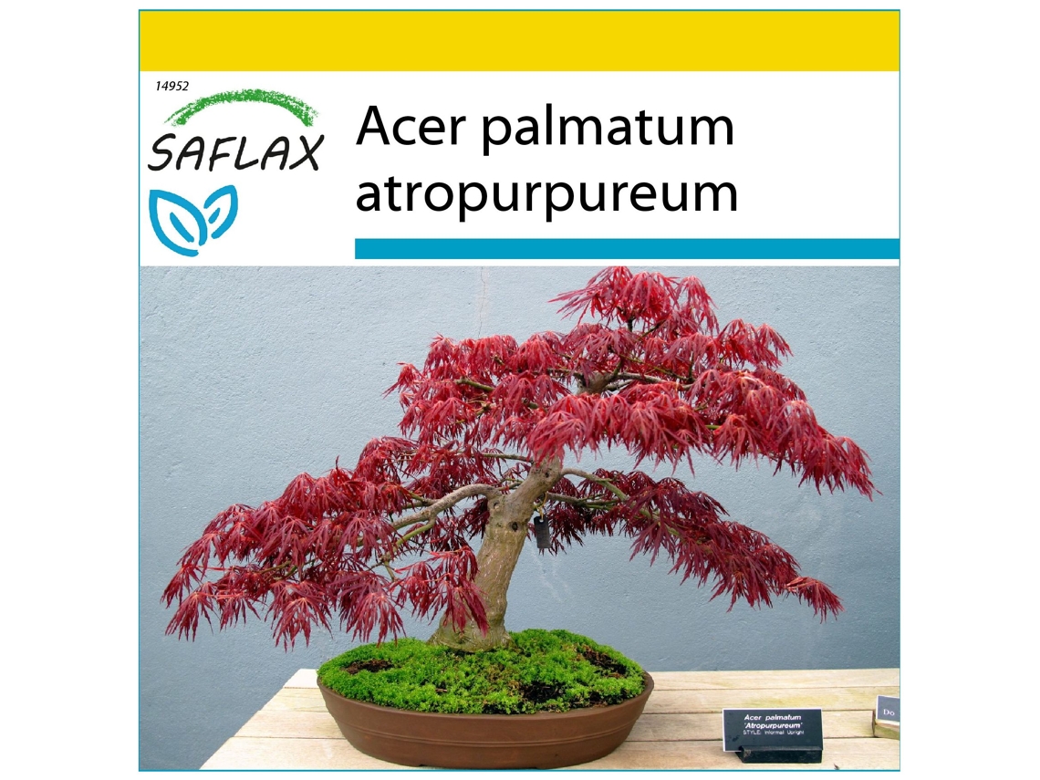 SAFLAX Conjunto de cultivo Arce japonés 20 semillas Con mini invernadero, sustrato de cultivo y 2 macetas Acer palmatum atropurpureum