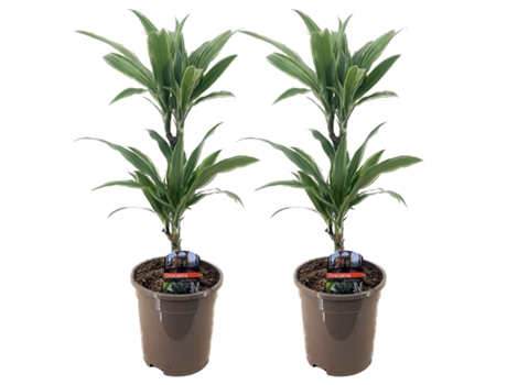Plantas verdes - PLANT IN A BOX - Dracaena Deremensis Warneckei - Set de 2 - Maceta 17cm - Altura 60-70cm