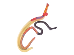 Modelo de esquistosoma en plástico para fines educativos, fácil de observar y usar en el aula. SFUSHOS
