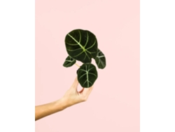 Alocasia Black Velvet | Planta tropical de interior premium y resistente | Pur Plant