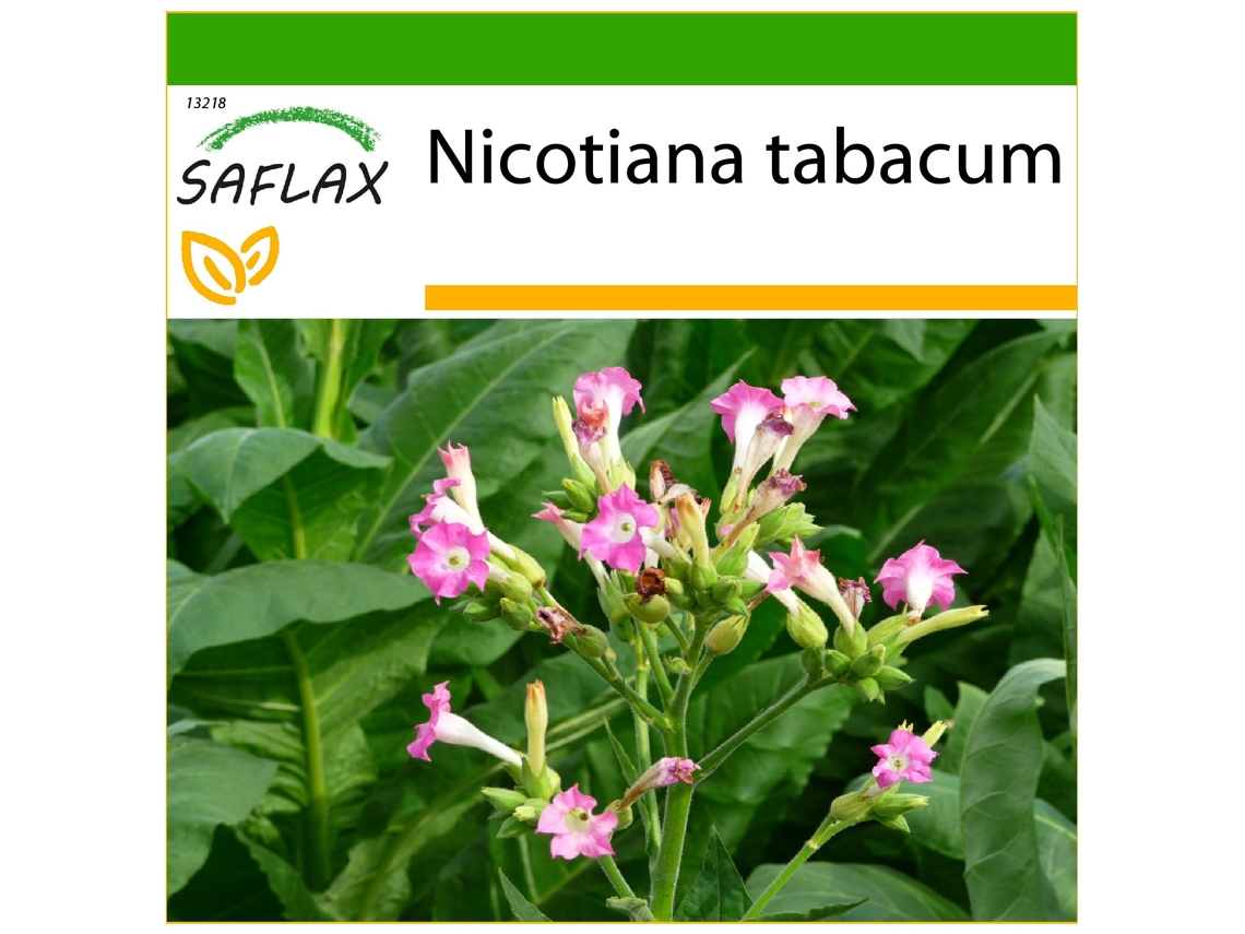 SAFLAX Tabaco de Virginia 250 semillas Con sustrato de cultivo libre de gérmenes Nicotiana tabacum