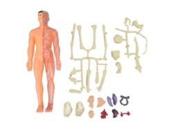 Modelo del cuerpo humano para niños, juguete de montaje DIY, modelo didáctico para la educación temprana a partir de los 6 años.