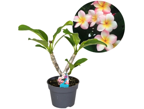 Plantas con flores - PLANT IN A BOX - Plumeria Rubra - Set de 1 - Maceta 17cm - Altura 45-55cm